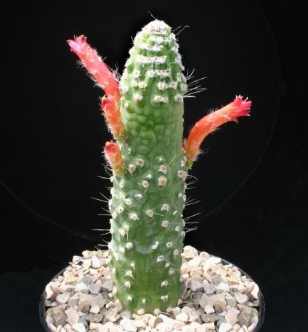 Cleistocactus_jujuyensis_monstruosa